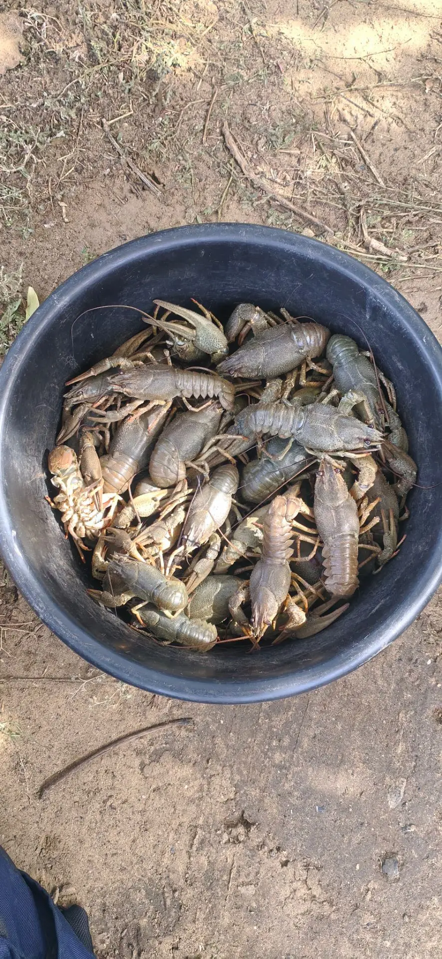 Всем привет, друзья. ☕ Разыгрывается 1 кг крупных раков 🦞