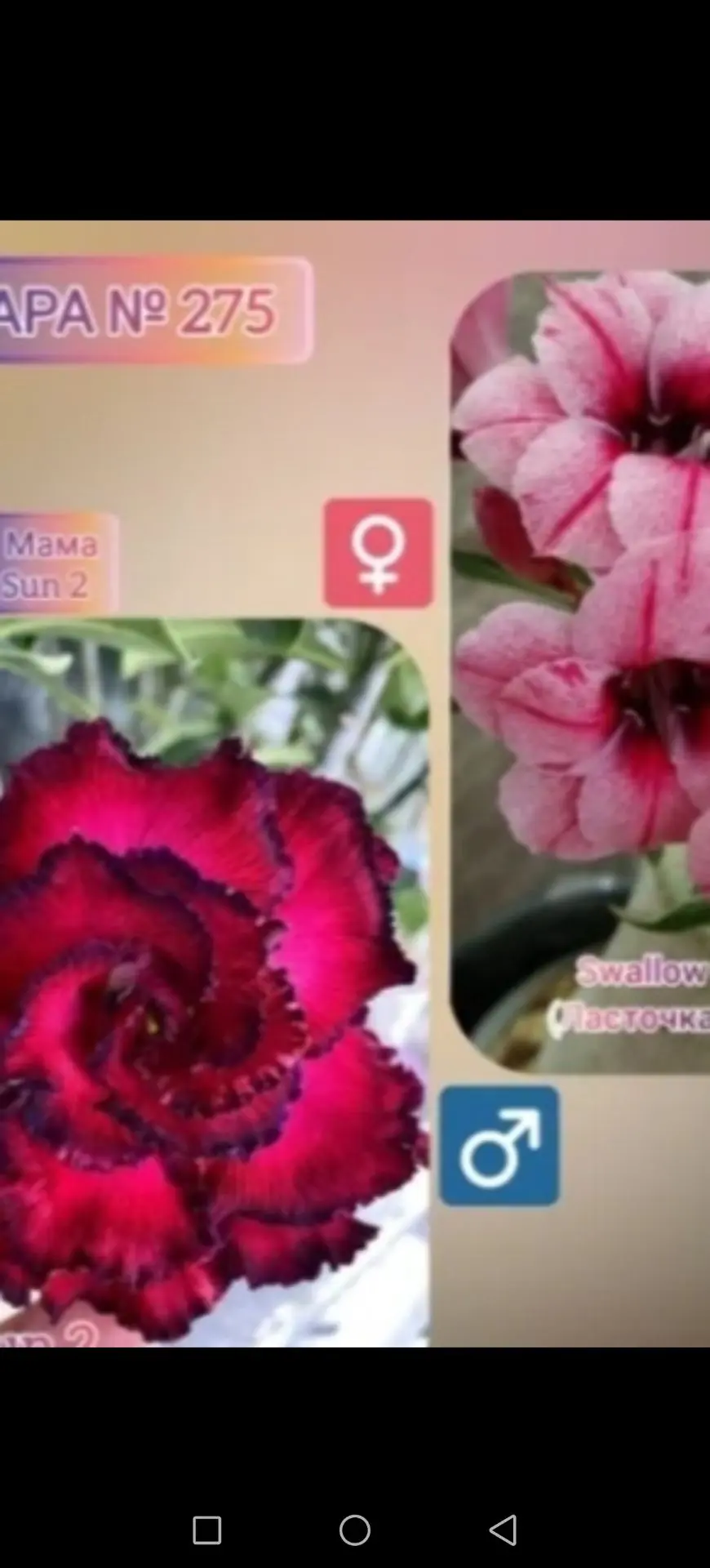 Доброе утро♥️💐Еще один скороспелыш😁‼️Семена от  Елены Беженовой💕Ручного опыления. Жд...