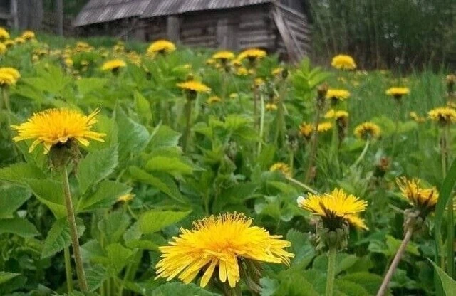 Как я избавилась от одуванчиков на своём участке 🌼