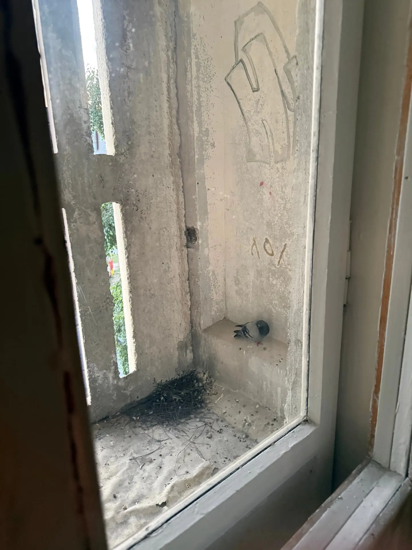 Здравствуйте. Пожалуйста подскажите, был птенец, теперь голубиха ночует без птенца, а г...