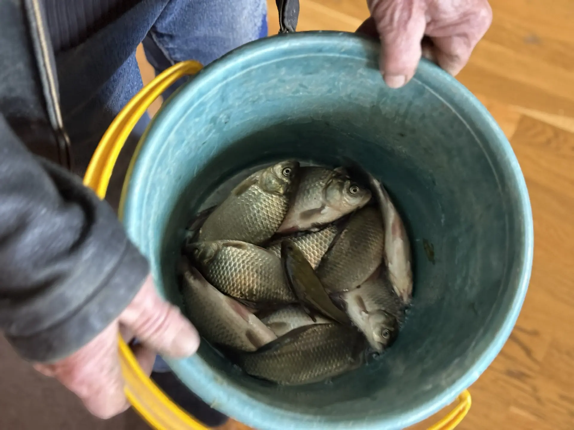 Всем доброе утро 🐟 
Фотокарточка улова. 
Мой папа сегодня не спал всю ночь, ездил со своим братом н