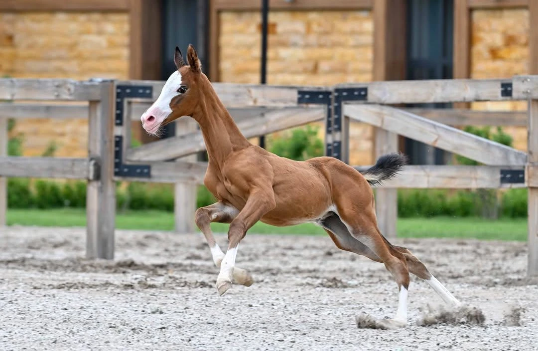 🇰🇿🐎Президентская конюшня пополнилась двумя жеребятами, поделился Токаев в соцсетях

"Первого жере