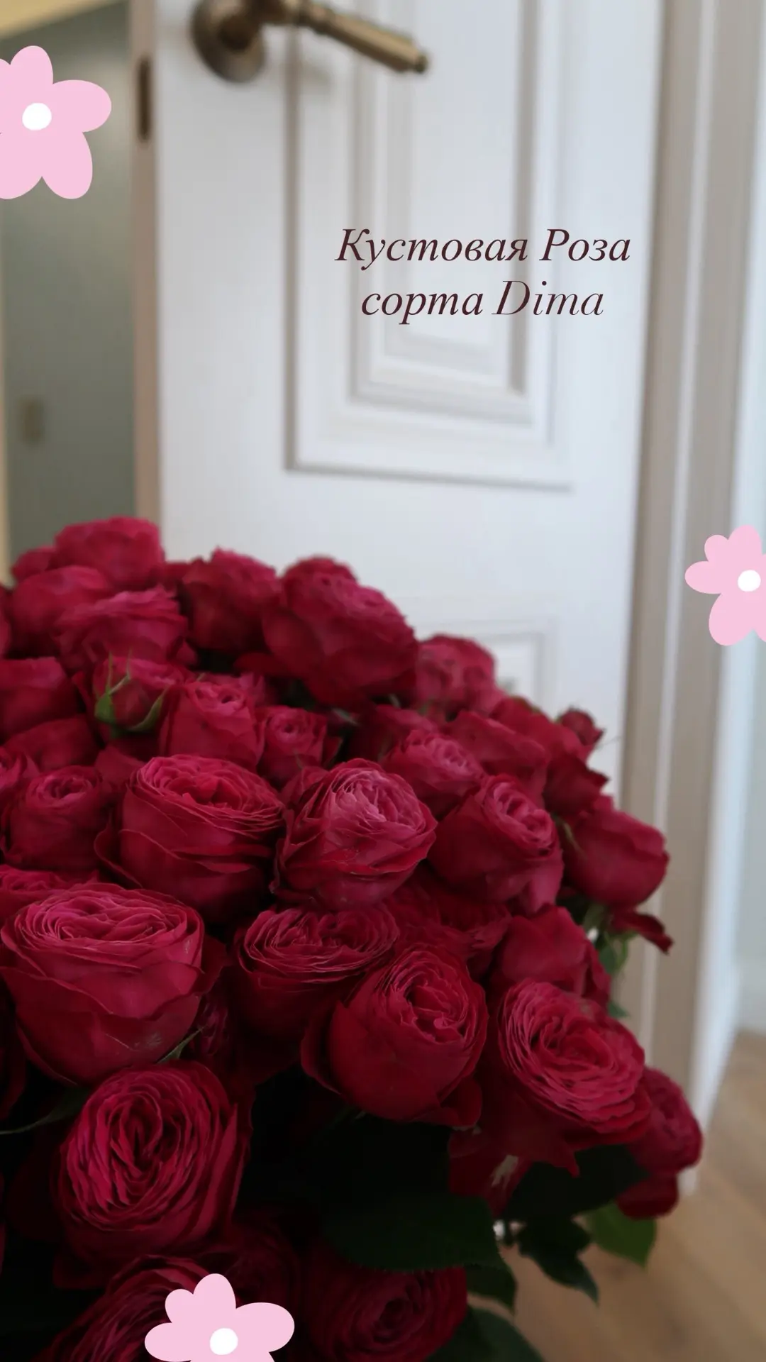 Чудесные кустовые розы сорта Dima 🩷