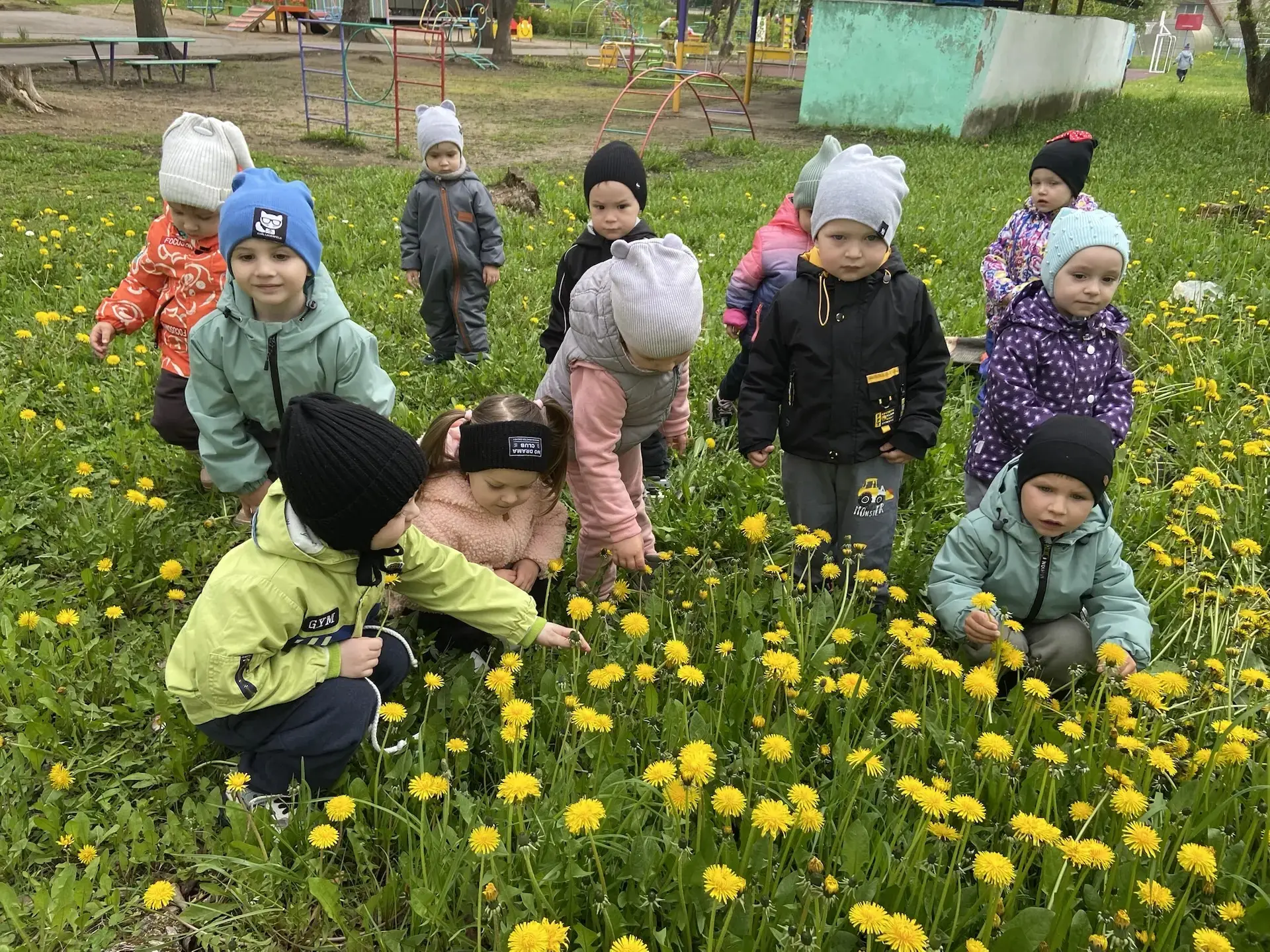 Одуванчики цветы