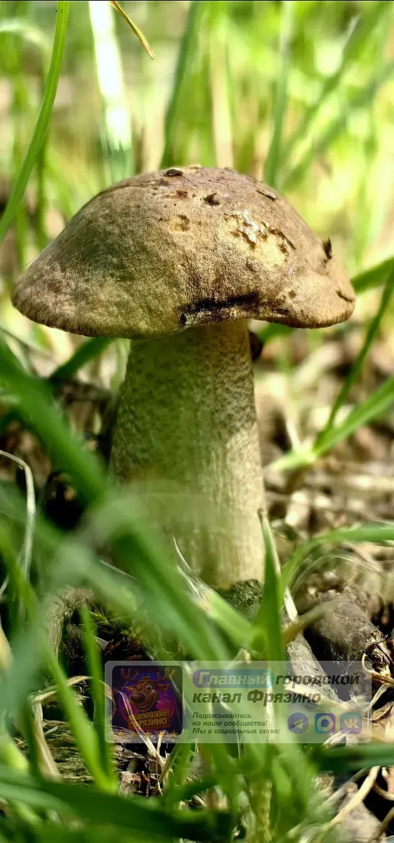 🍄‍🟫 Грибное Фрязино 

Фотографии от подписчицы Елены 

 ☑️ Подписаться
💬 Городской чат 
⚡ М