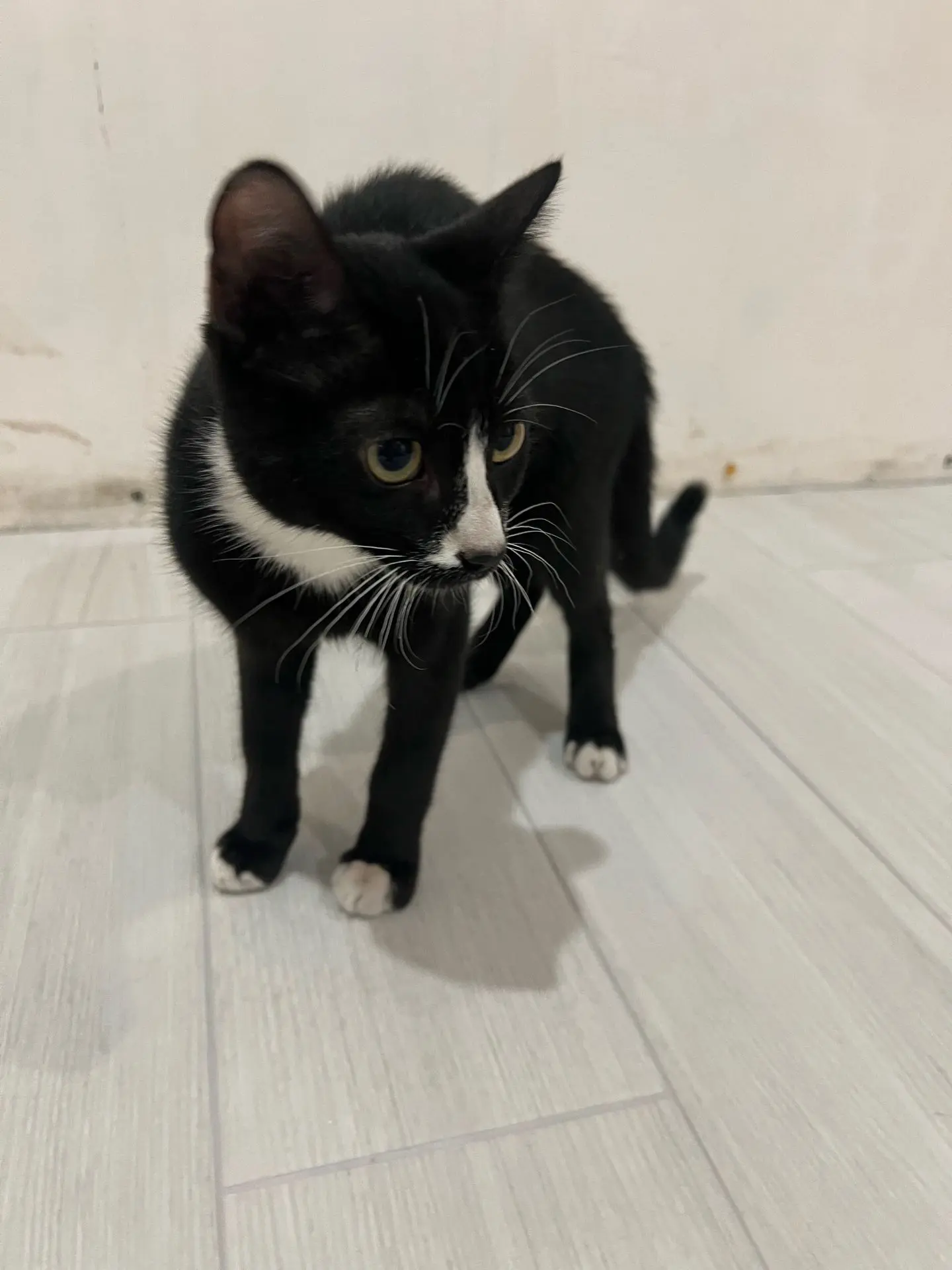 Найден котик, выглядит домашним.