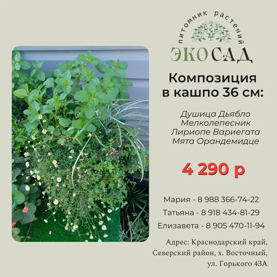 Собрали для вас несколько кашпо с растениями. Готовые композиции — можно забрать целико...