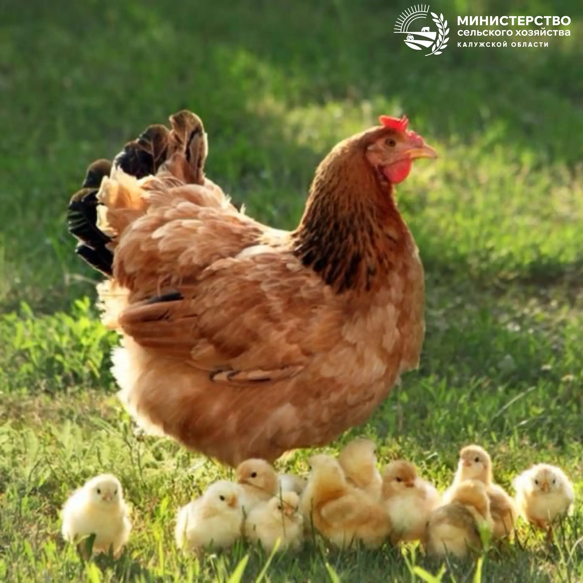 🐓 С 1 сентября — новые правила для учёта домашней птицы