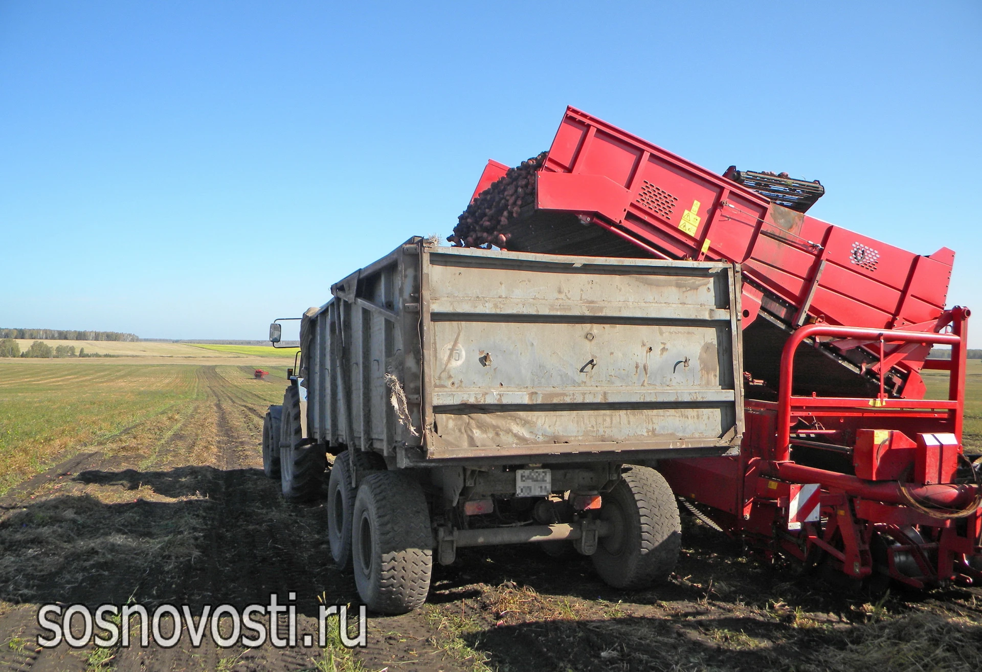 🚜 Осенний марафон: для сосновских земледельцев продолжается напряженная пора