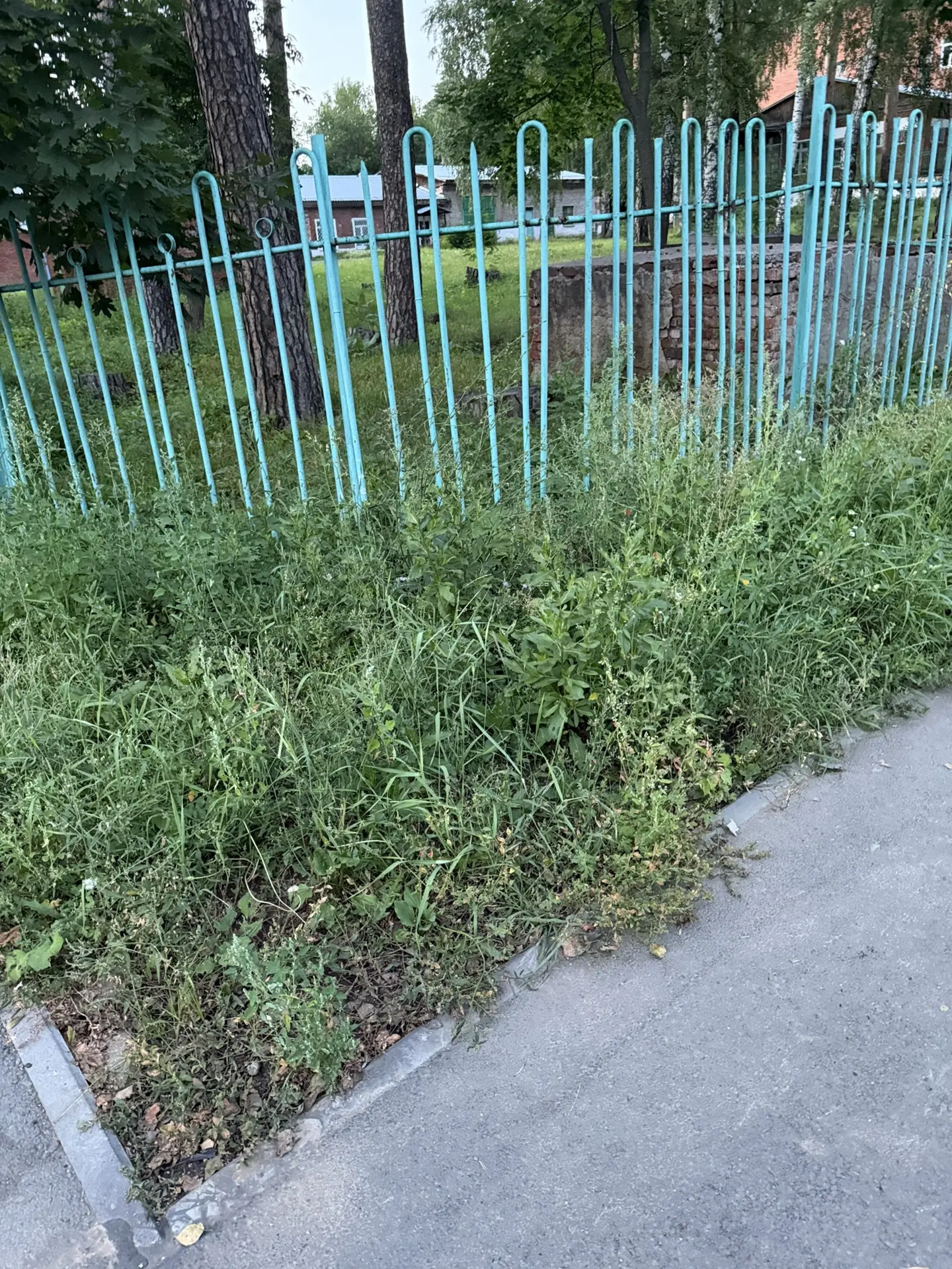 Весь город в зарослях с человеческий рост 🤬
Ул.Гагарина
От подписчика