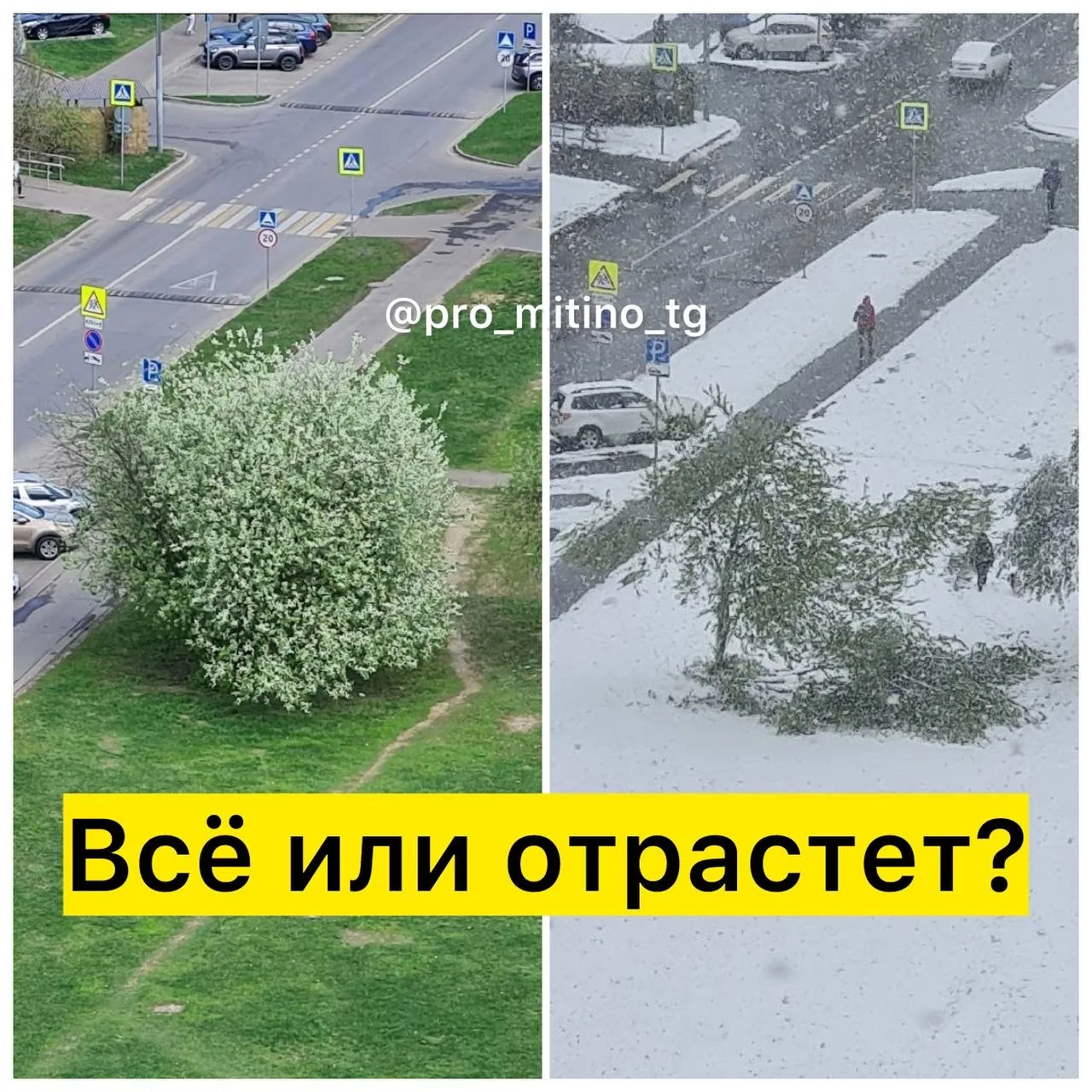 ⚡️СЕРЬЕЗНЫЙ УРОН ЧЕРЕМУХЕ нанесли прошедшие снегопады.  Жители жалуются, что их любимые деревья очен