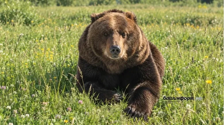 🐻 Не надо паники: медведи в Башкирии не представляют угрозы
