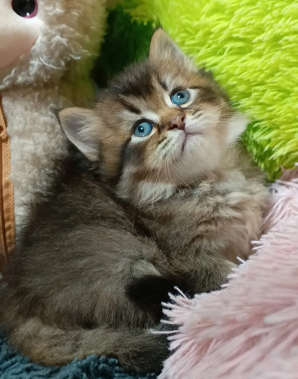 Продам шотландских кошечек, Макеевка