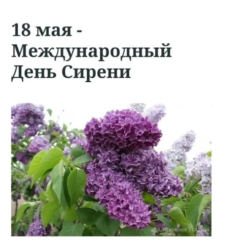 🌸 День сирени в группе "Солнышко"!