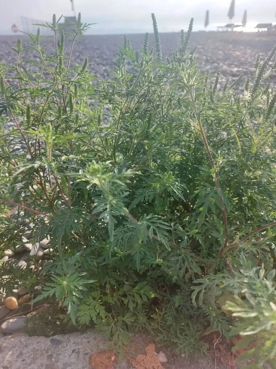 🌿На пляже «Ласточка» в районе Мамайки разрослись густые кусты амброзии.