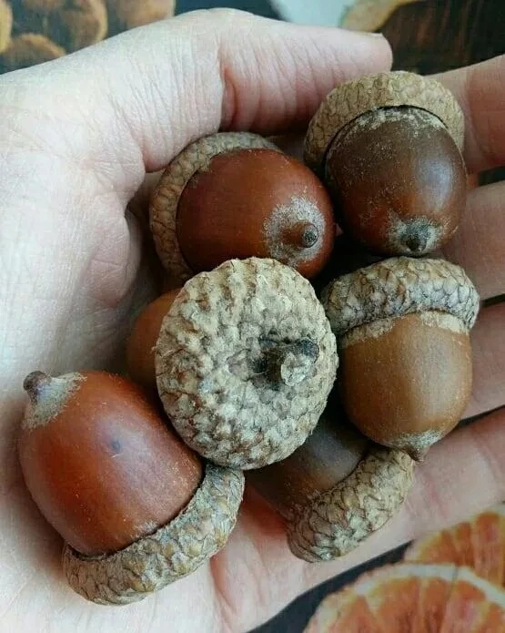 После меня хоть ̶т̶р̶а̶в̶а̶ дубы не расти 🤯