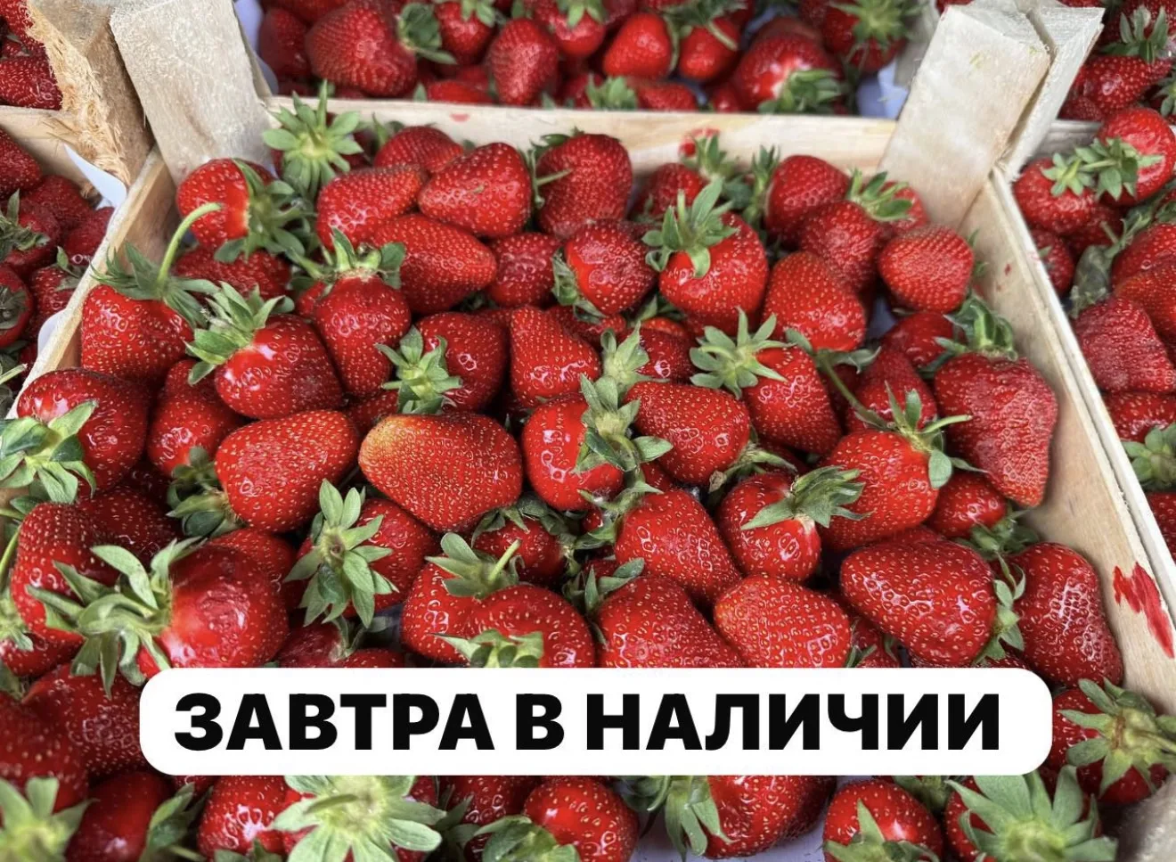 *ДОБРОЕ УТРО  !*🌞
*ПРИНИМАЕМ ЗАКАЗЫ НА ЗАВТРА НА СВЕЖИЕ ЯГОДЫ:*                        

🍓 *КЛУБНИ