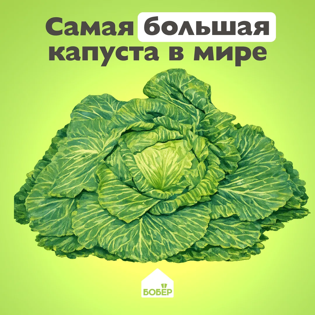 31 августа 2012 года на ежегодном соревновании Скотт Робб представил капусту сорта «Палмерский слон»