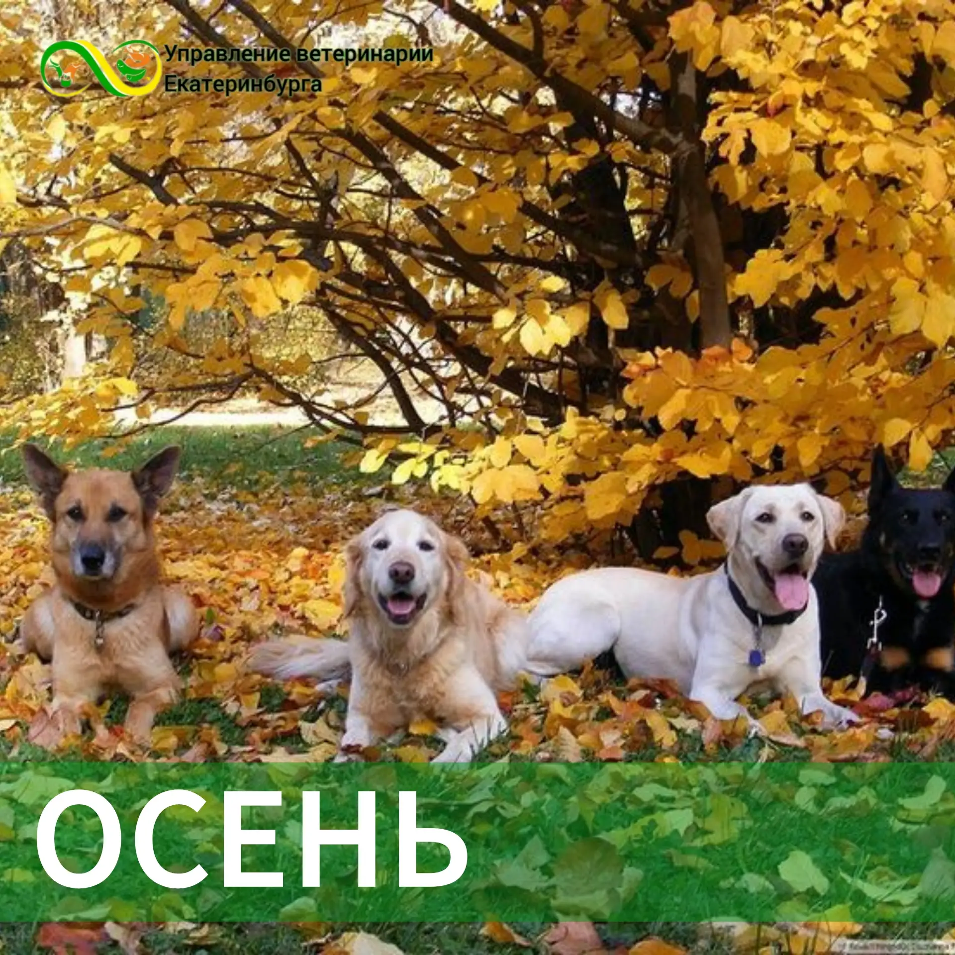 🍂🐾 Осень — время особой заботы о наших пушистых друзьях! Вот несколько простых совето...