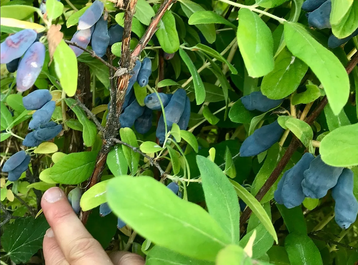 🌿 Семейная ферма Горисловых