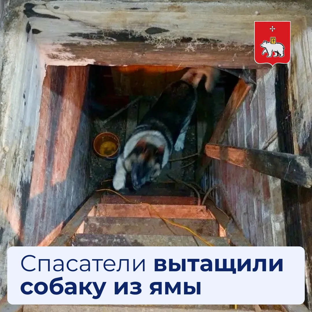 Пермские спасатели помогли собаке