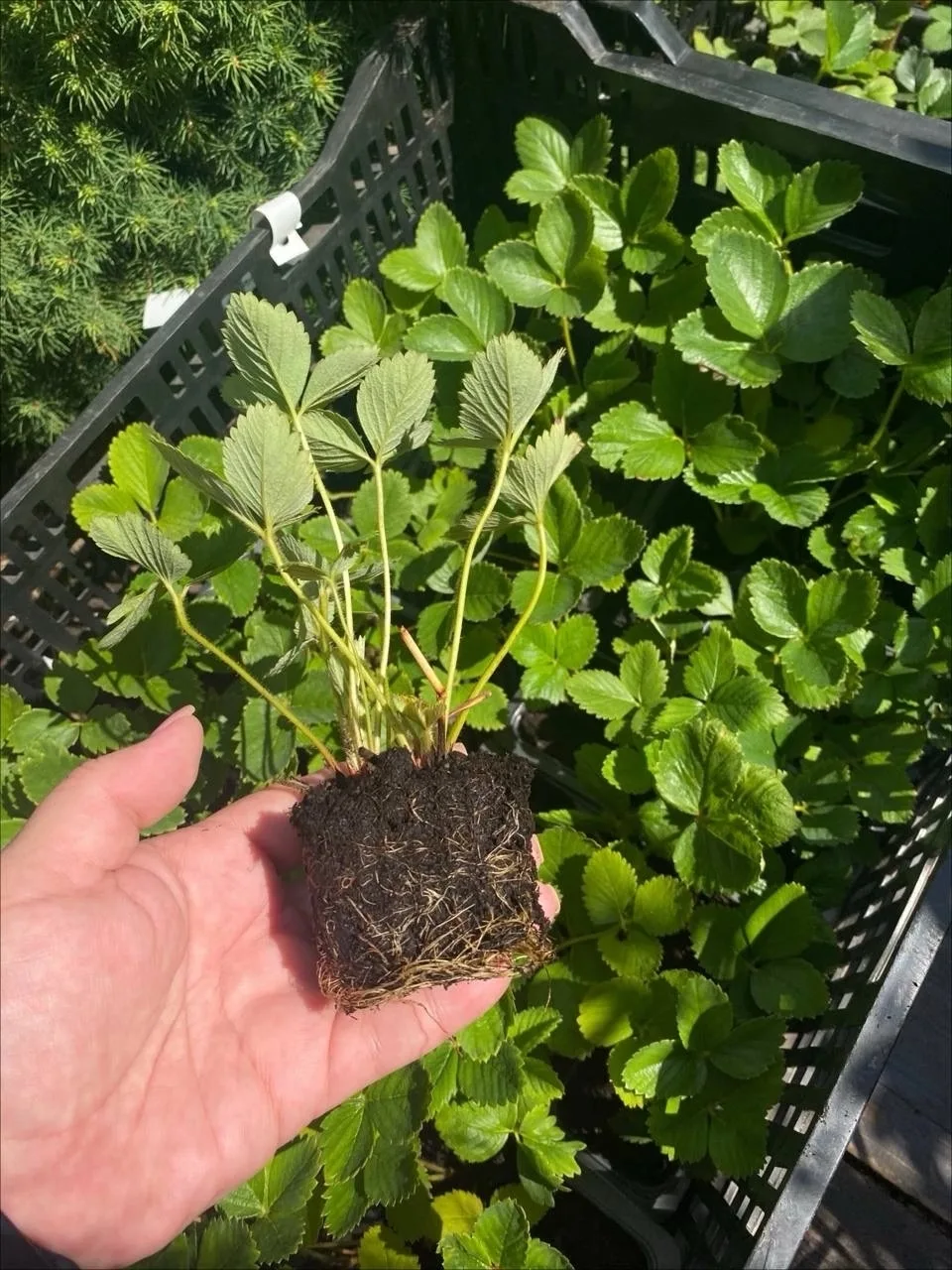 🌱 Земляника садовая (клубника).
🌱 Хосты.
🌱 Роза Дабл Делайт на штамбе.
🌱 Гортензия древовидная Б
