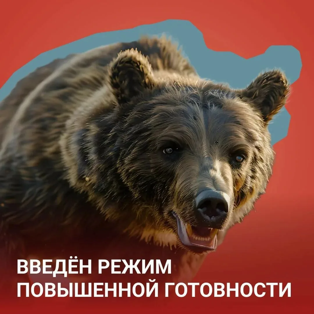 Ситуация с выходом медведей в населённые пункты