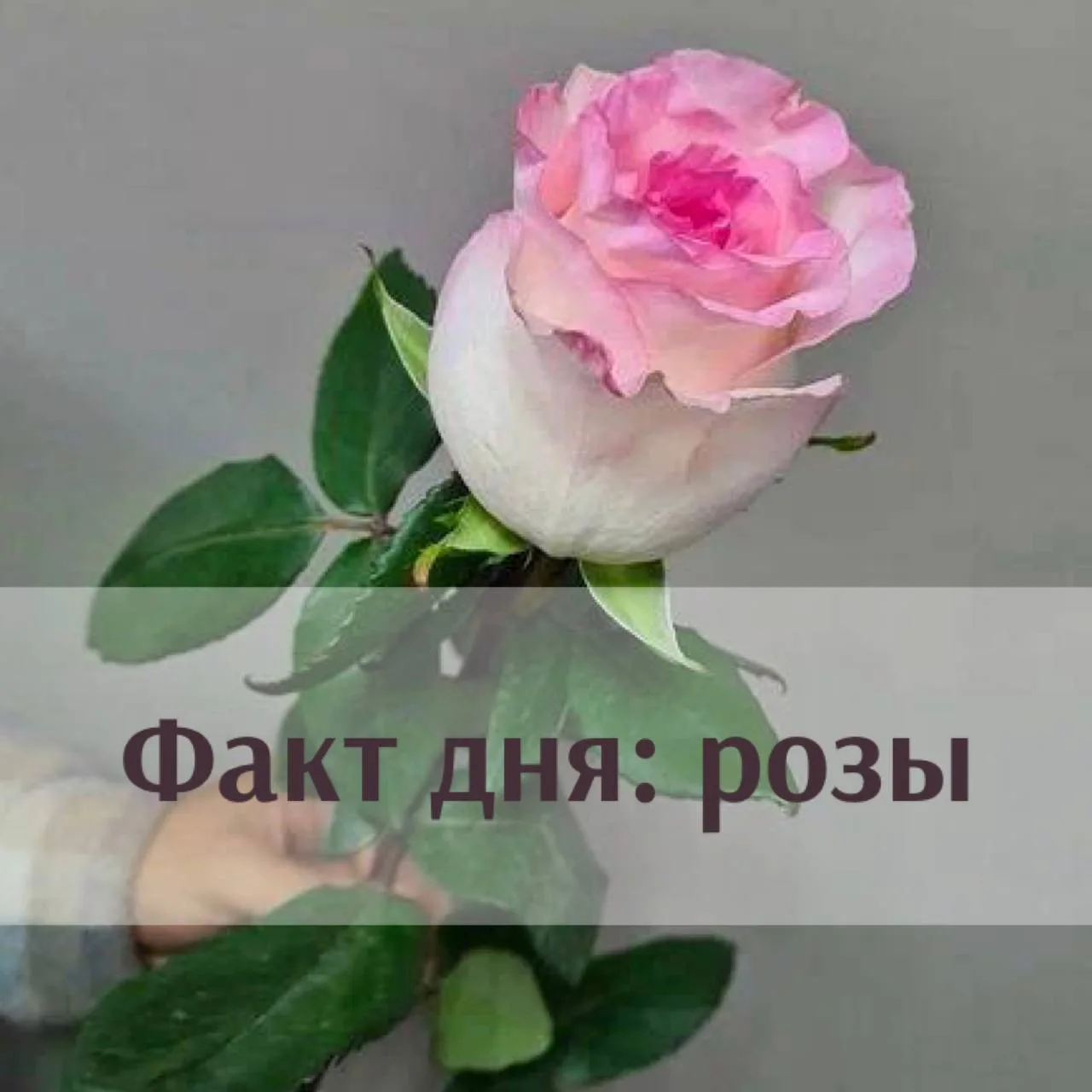 Факт дня: розы 🌹💜