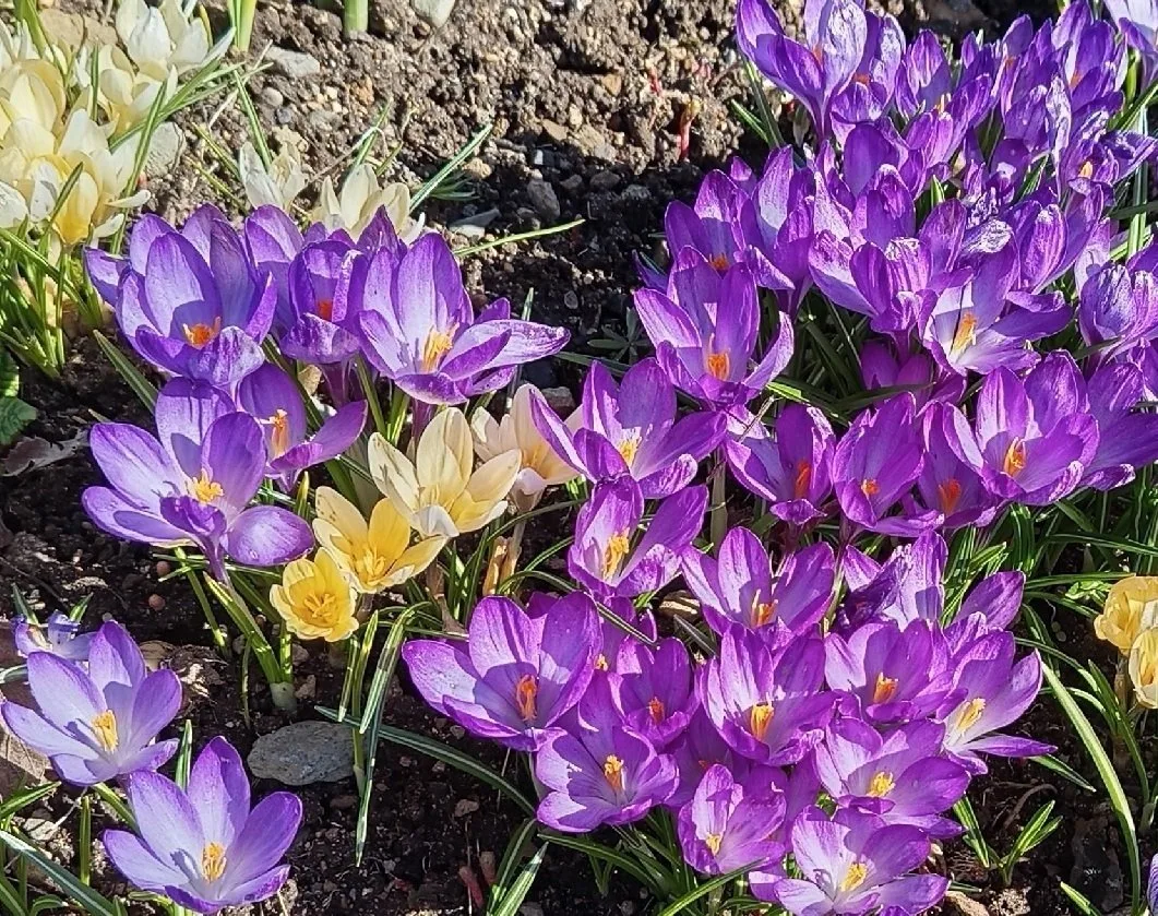 🌷 ВЕСНА НАЧИНАЕТСЯ С ПЕРВОЦВЕТОВ!