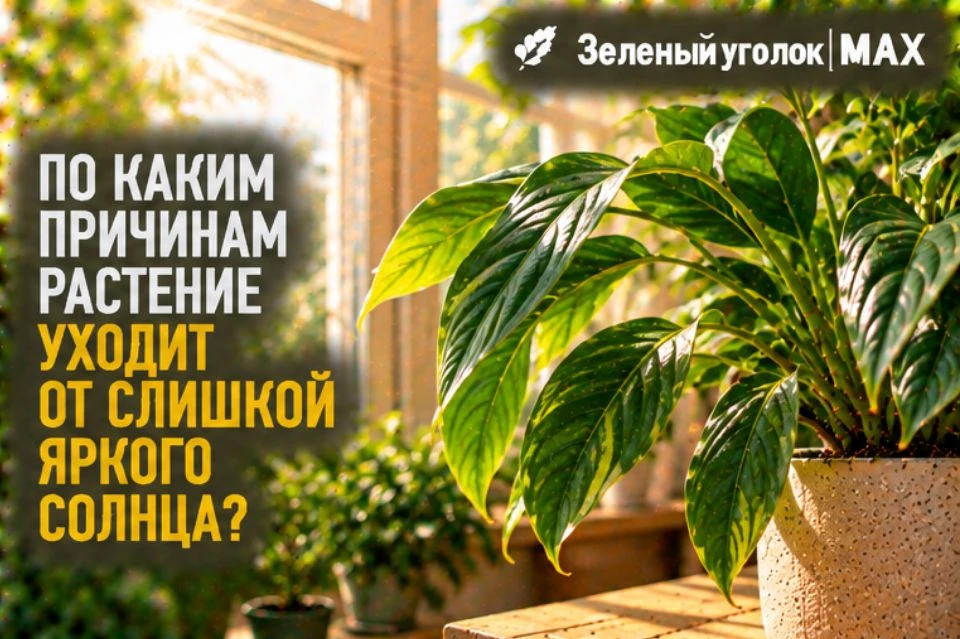 ☀️ ПО КАКИМ ПРИЧИНАМ РАСТЕНИЕ УХОДИТ ОТ СЛИШКОМ ЯРКОГО СОЛНЦА?