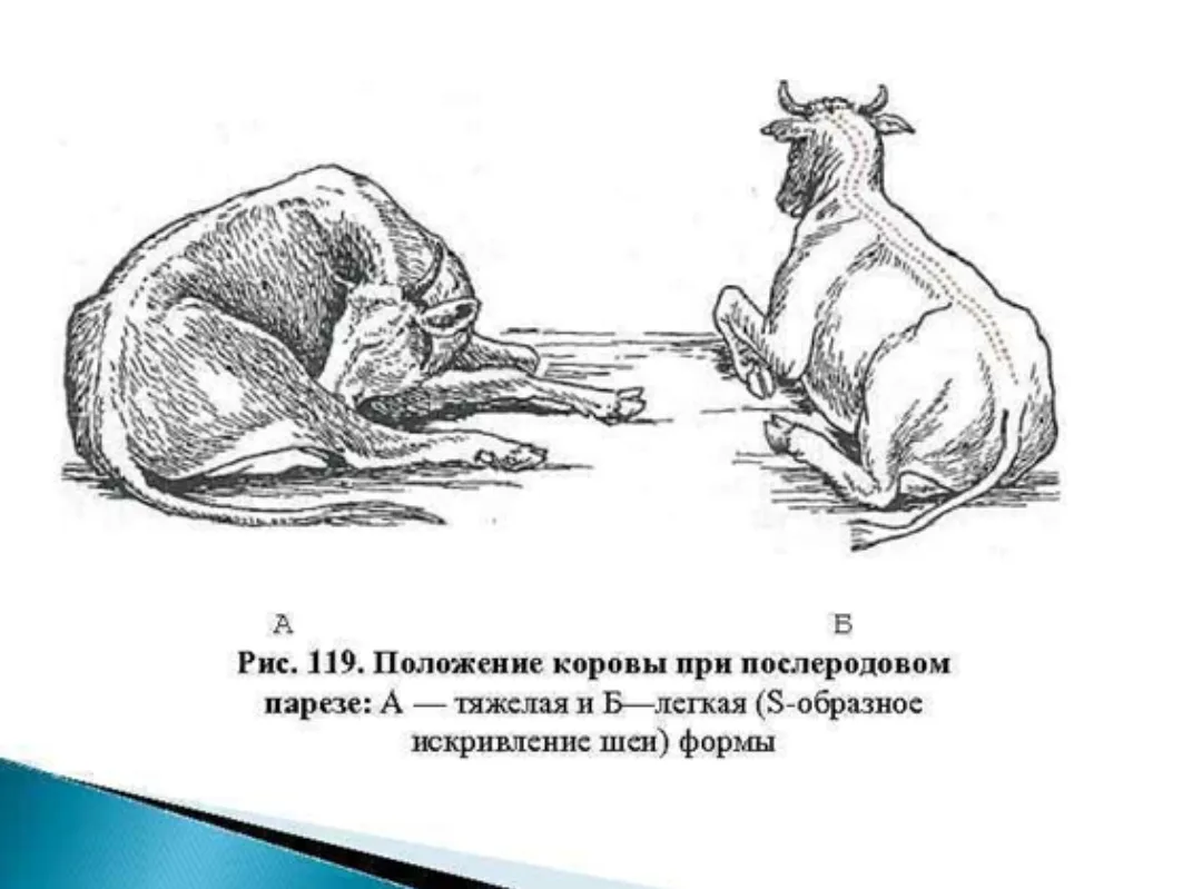 ❗ПОСЛЕРОДОВОЙ ПАРЕЗ ЖИВОТНЫХ - острое и тяжелое нервное заболевание. Сопровождается параличом конечн