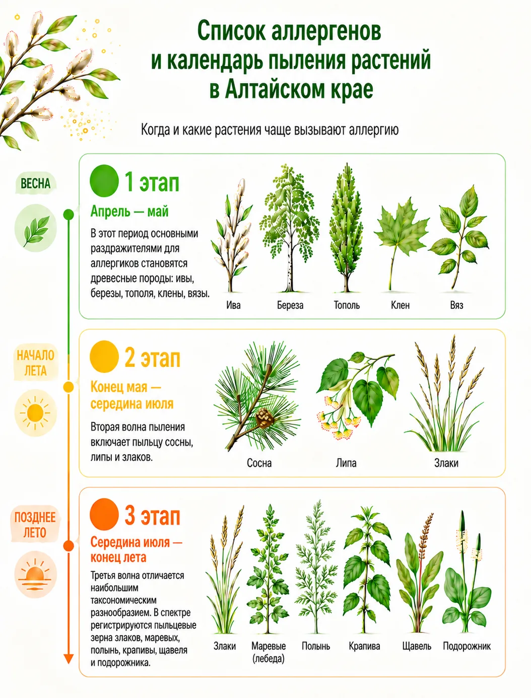 😷 🌱Ученые АлтГУ опубликовали список аллергенов и календарь пыления растений в Алтайск...