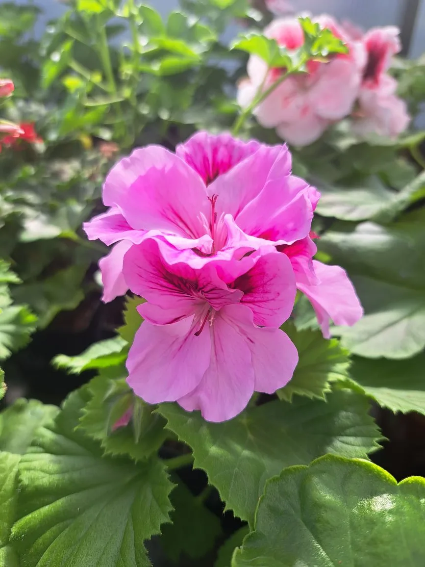 Всем здравствуйте! Весна идёт- весне дорогу! 🌱🌞🌷 Рады сообщить, что мы завершили массовое укоренение