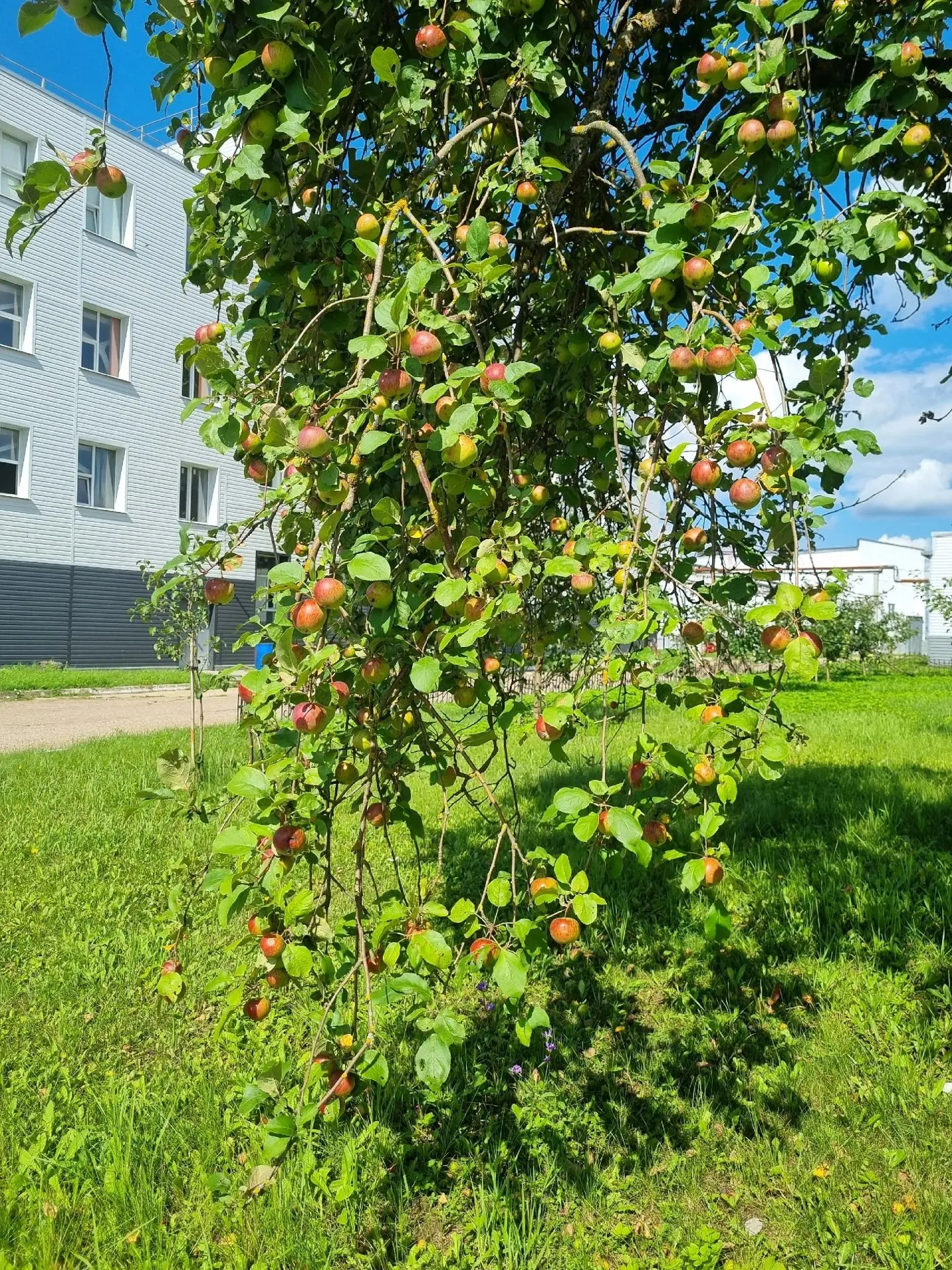 19 августа — день, который в народном календаре зовётся Яблочным Спасом.