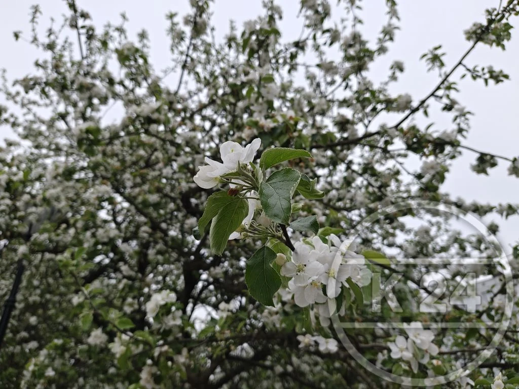 🌸 Даже пасмурное небо не может затмить эту красоту.  На улице Воровского сейчас цветут яблони — нежн