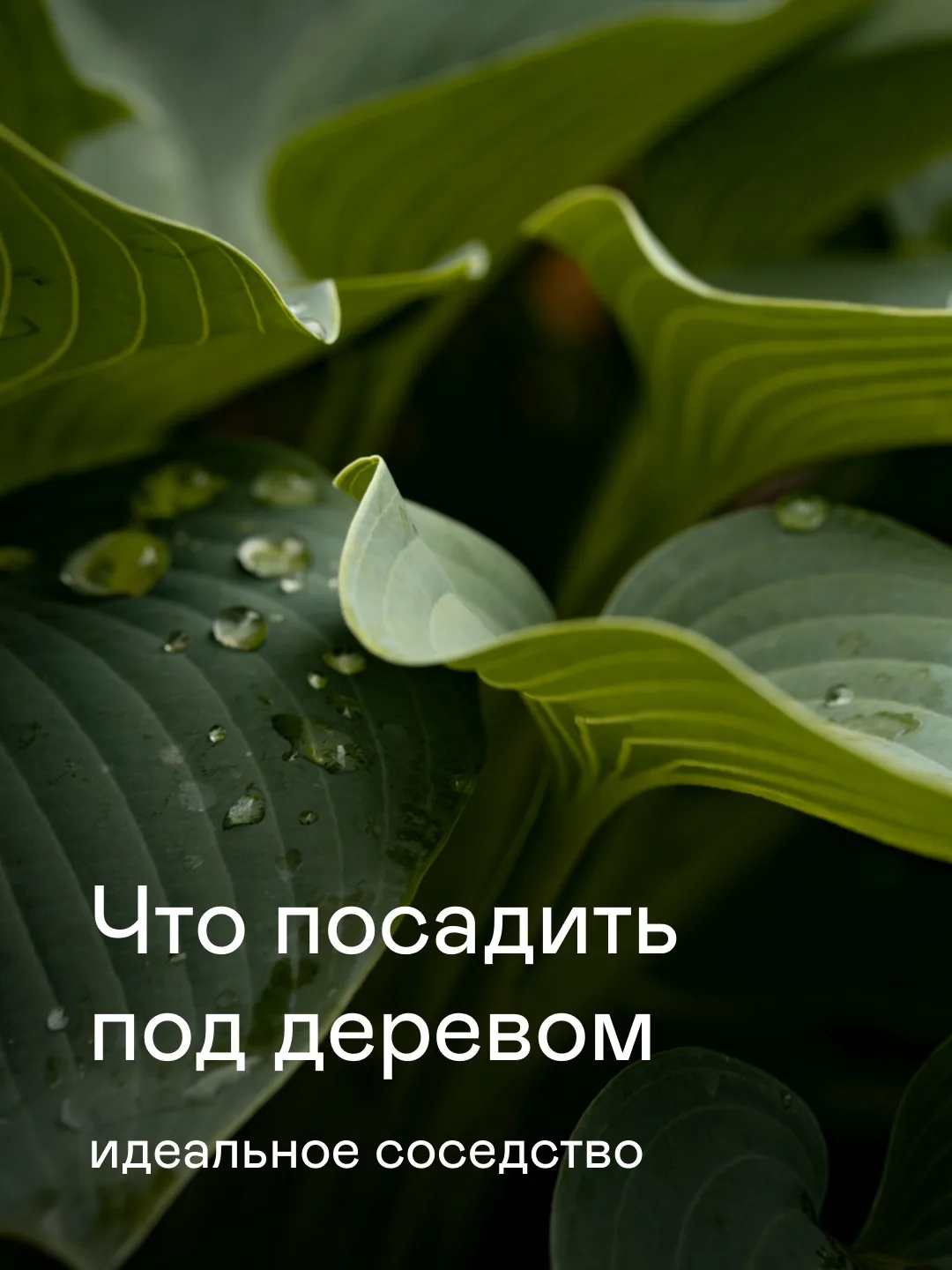 Растения-компаньоны для крупномерных деревьев не дают почве перегреваться в жару, удерживают снег зи