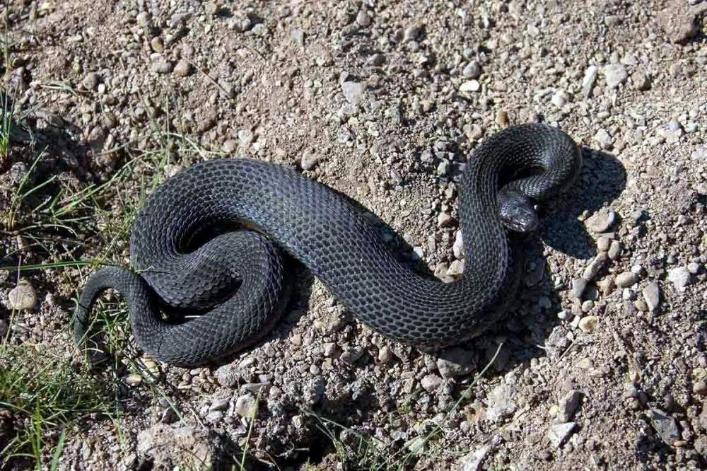 ❗В Кузбассе из-за жары активизировались змеи

🐍 От укуса гадюки пострадал 45-летний житель Кемеровс