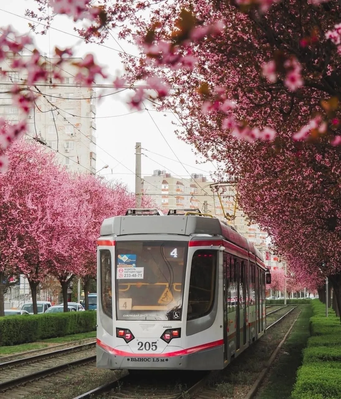 🌸Краснодар превратился в Японию