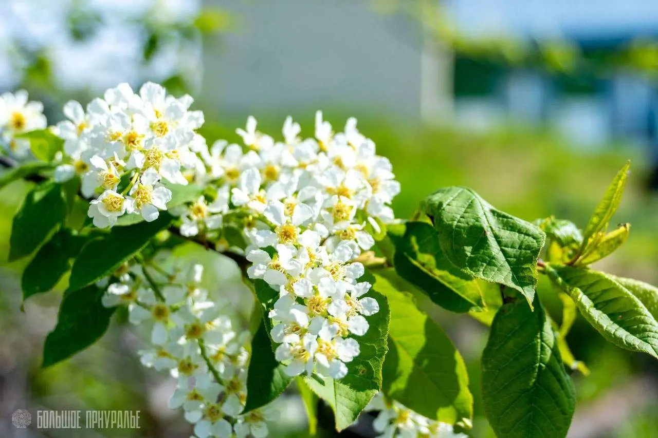 Зелёно-летнее из Аксарки 🌿

Фото: АКСАРКА | БОЛЬШОЕ ПРИУРАЛЬЕ

✨ Розыгрыш сертификатов OZON