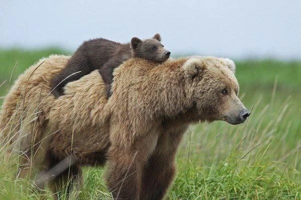 Бурая медведица (гризли) с медвежонком.