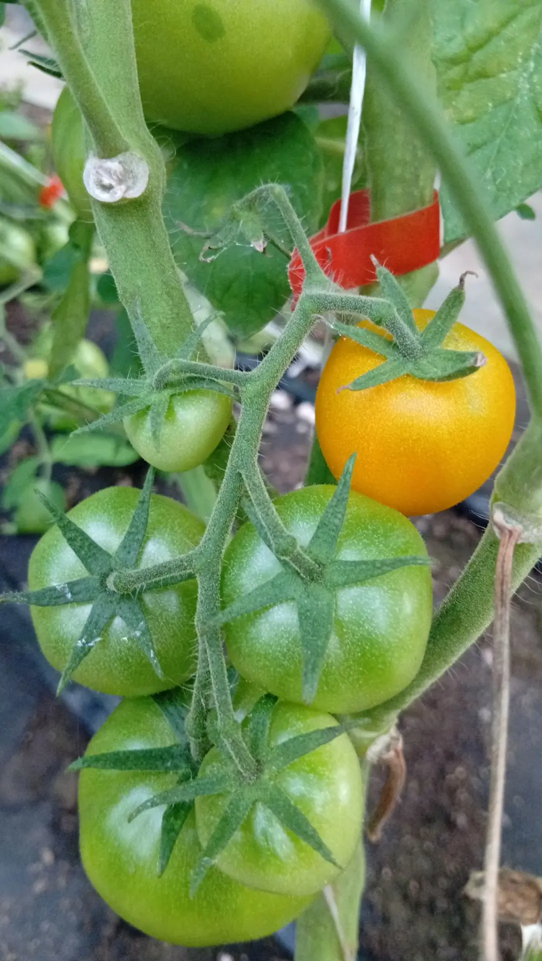 🍅Томаты в теплице начинают краснеть🥳
(Камера почему-то никак не хочет передать красный цвет, делае