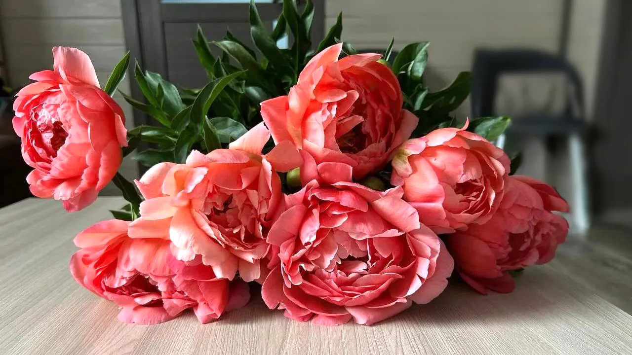 🌸 Более 300 редких видов пионов представят на выставке в Челябинске