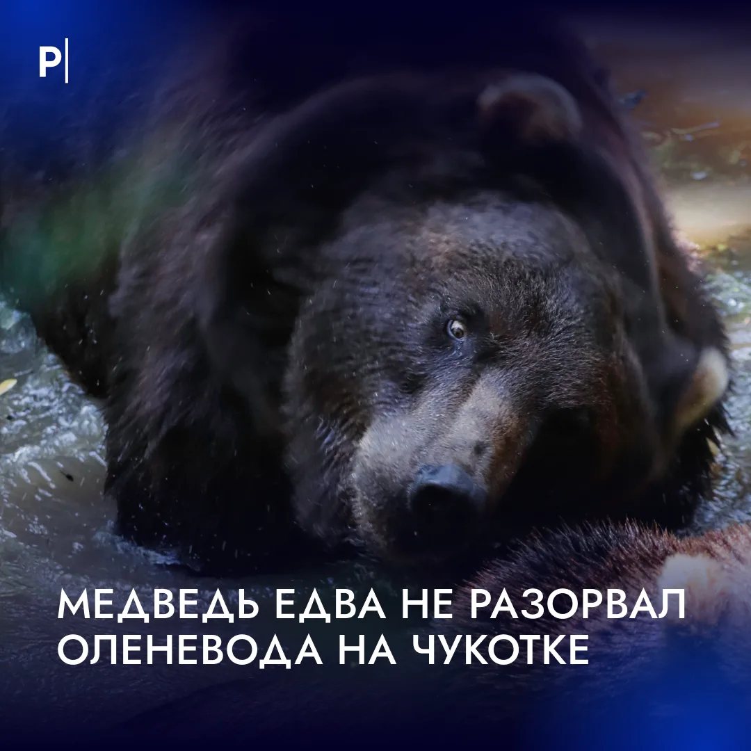 🐻Медведь напал на оленевода на Чукотке.