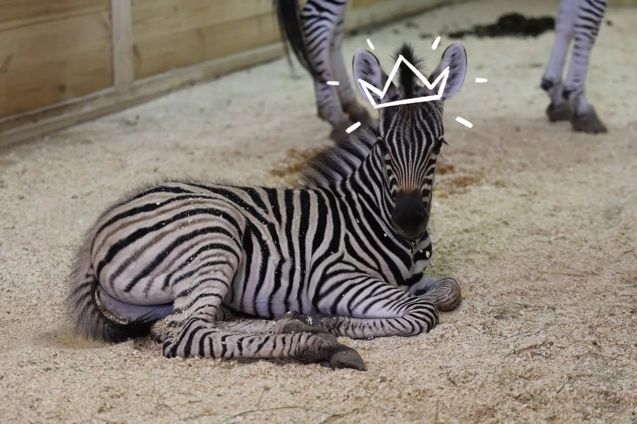 🦓 По результатам конкурса от зооботсада Казани малыша зебры назвали Царевич или просто Царь

🏷GoKa