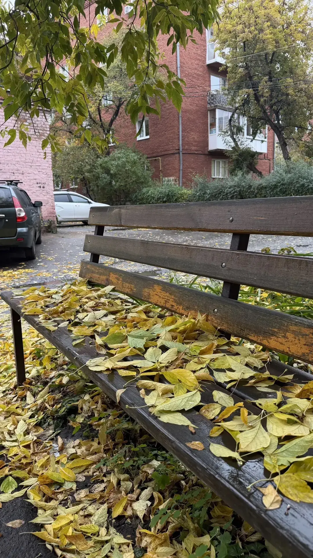🍁 Омск накрыл листопад