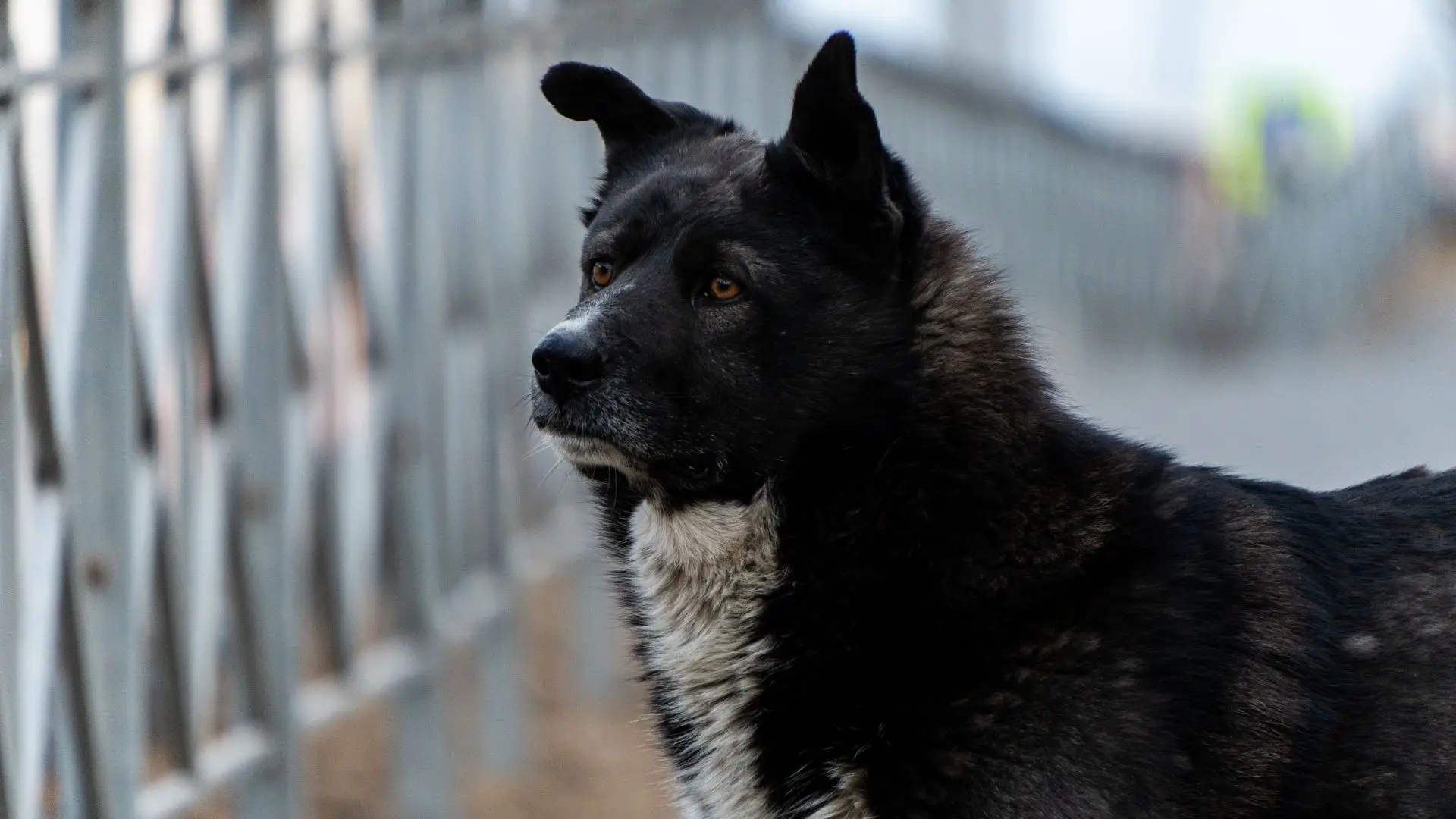 Мэры Приангарья поддержали закон об эвтаназии бездомных собак 🐕