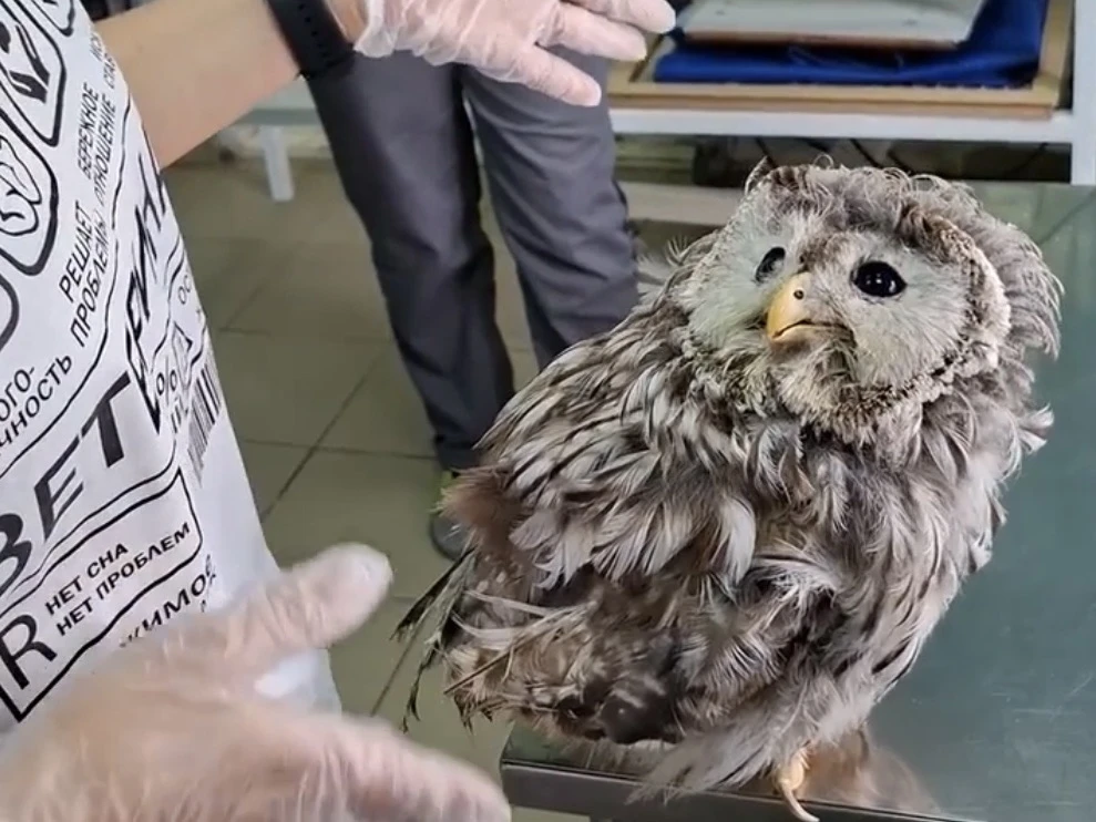 🦉Три совы, которых использовали для фотосессий на улице Московской, поступили в Пензенский зоопарк
