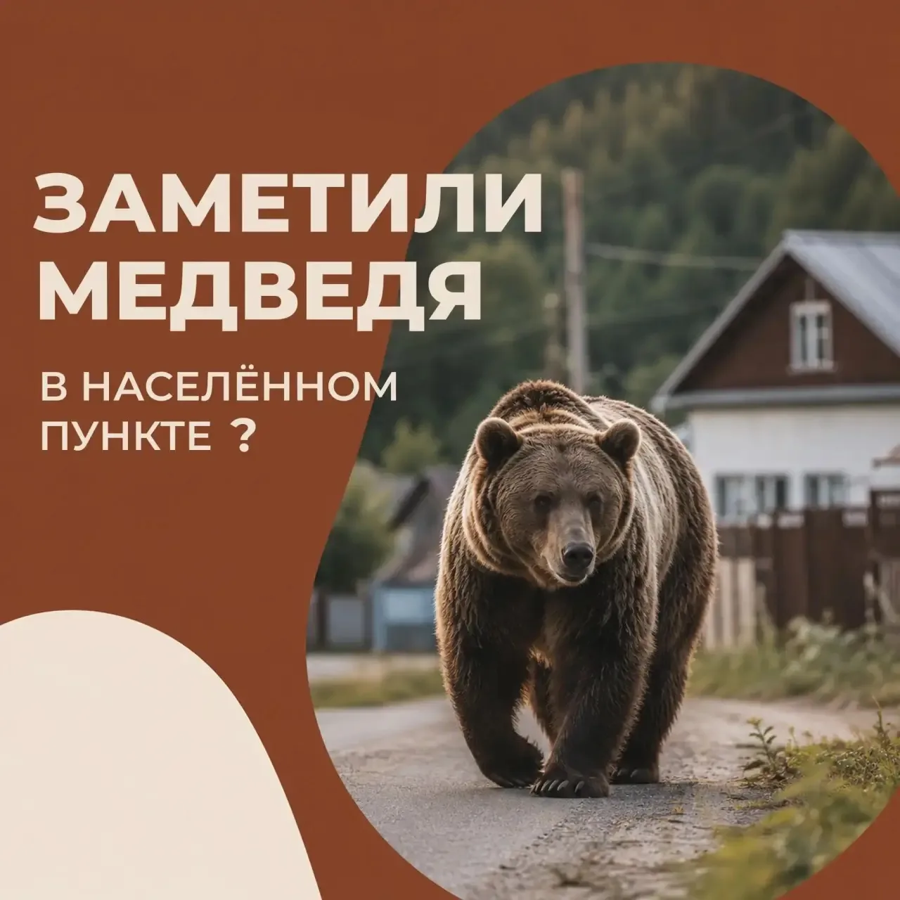 Если вы заметили медведя в населённом пункте или вблизи жилых массивов, соблюдайте прав...