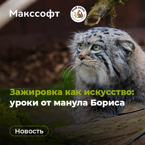 🐈‍⬛ Зажировка как искусство: уроки от манула Бориса