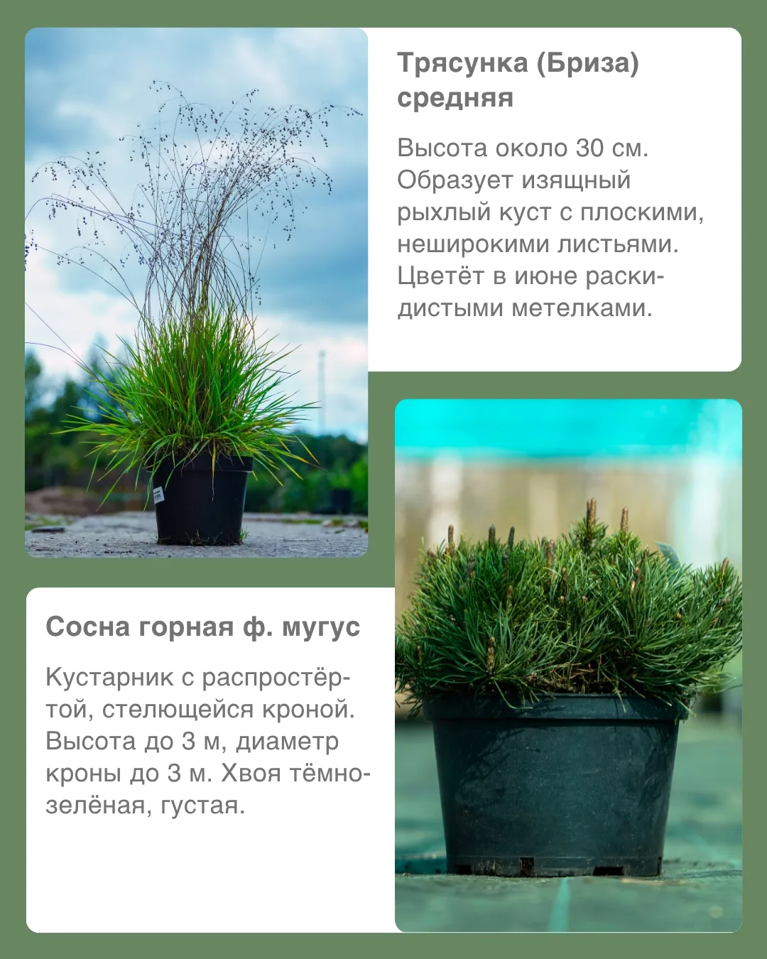 А вы заметили? Хвойные и злаки, посаженные рядом, всё чаще стали встречаться в садах.